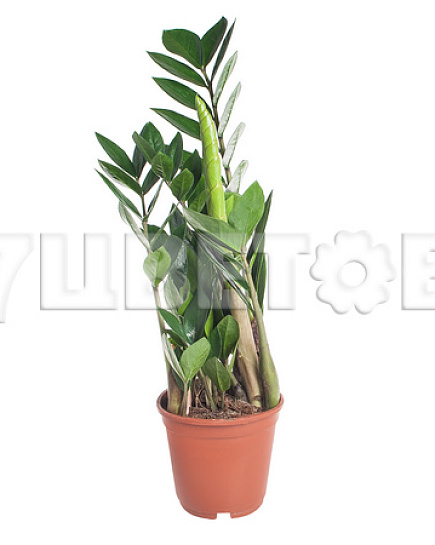 Bouquet of Zamioculcas flowers delivered to Astana