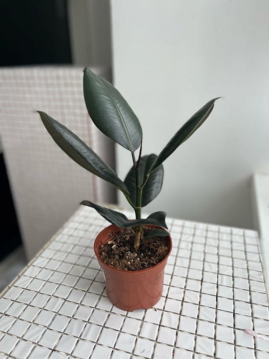 Robust's ficus not transplanted Robust's ficus not transplanted