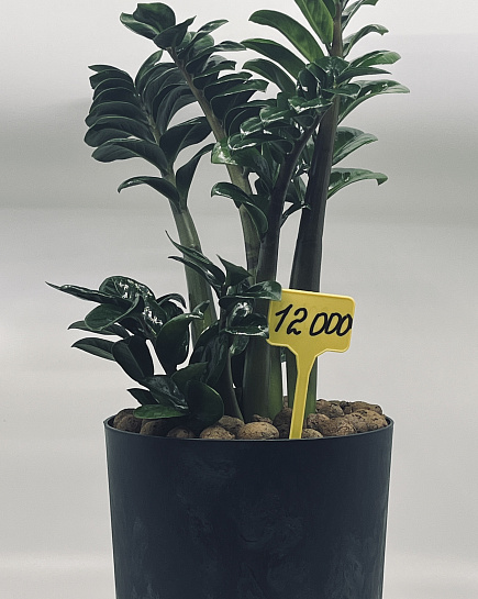 Zamioculcas Zenzi with delivery to Astana