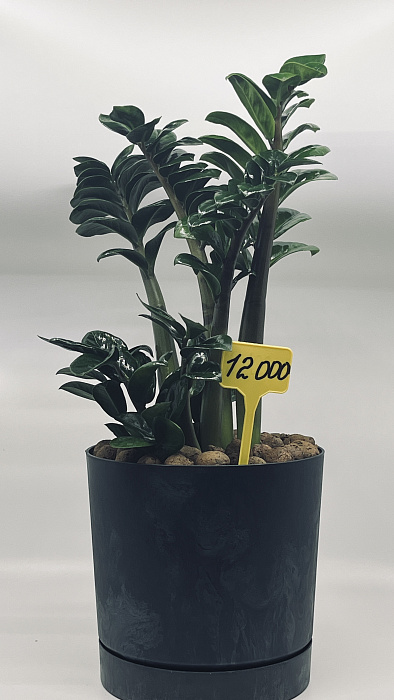 Zamioculcas Zenzi