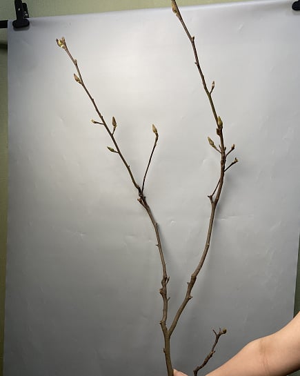 Цветы 3000 с доставкой по Астане