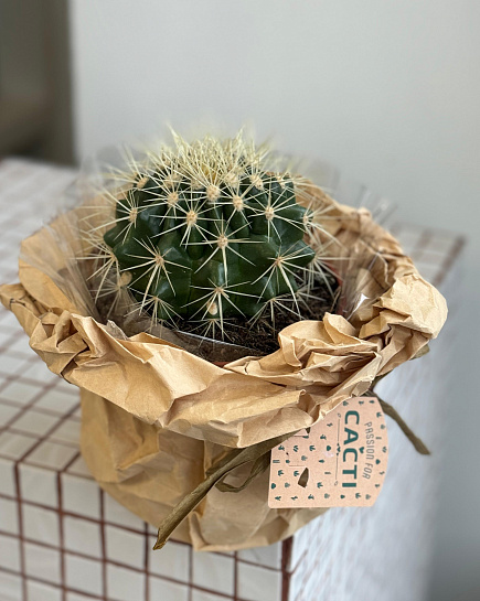 Cactus MIX in packaging with delivery to Astana