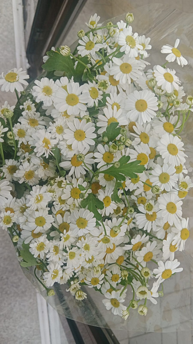 Ромашки в пачке 