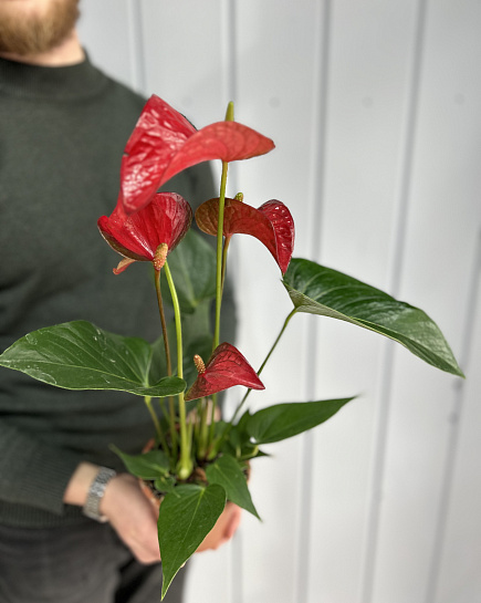 Anthurium with delivery to Astana