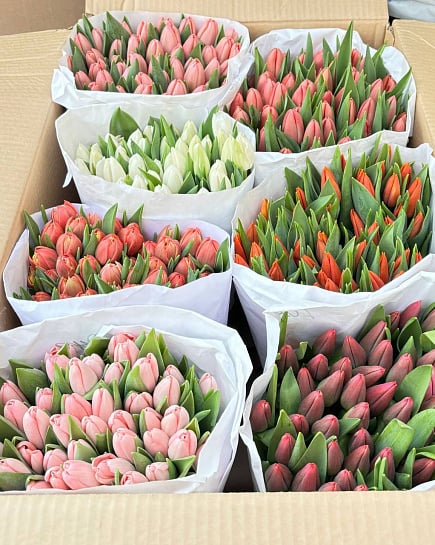 Тюльпаны в пачке(50шт) с доставкой по Астане