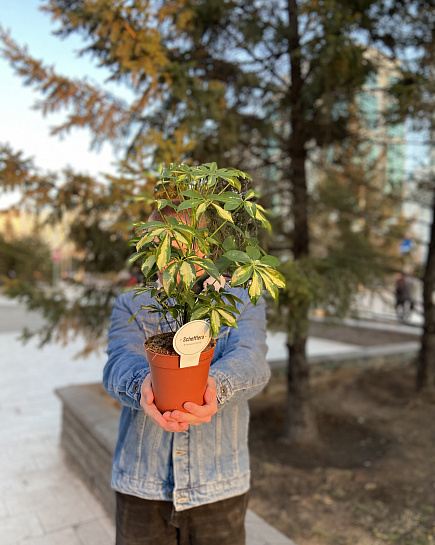 Bouquet of Sheflera Gerda 13/45 flowers delivered to Astana