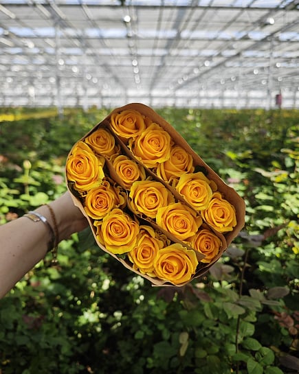 Penny Lane 40 см (15 шт) с доставкой по Астане