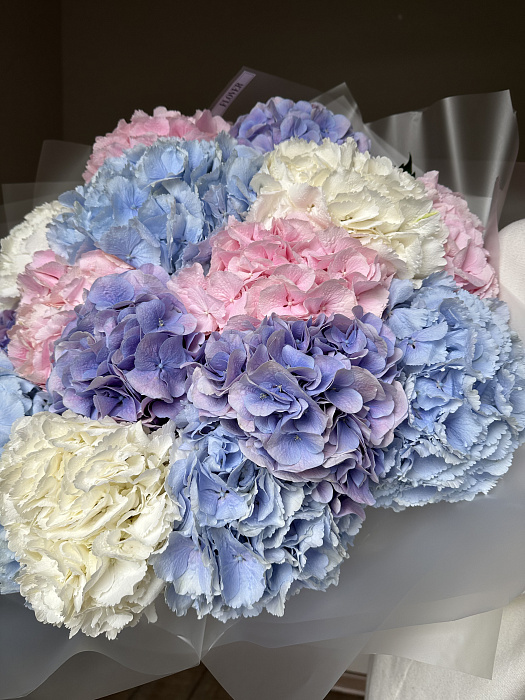 Mix 15 hydrangeas