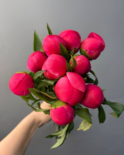 “Coral charm” peonies in packs (10pcs) with delivery to Astana
