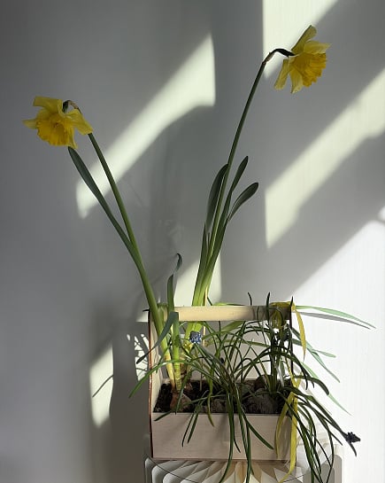 Весеннее пробуждение с нарциссами с доставкой по Астане