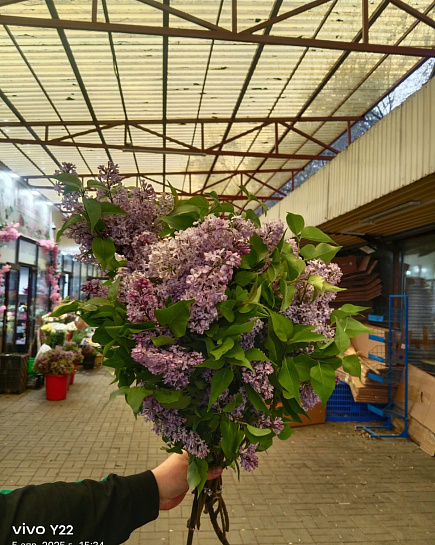 Lilac in a pack with delivery to Almaty