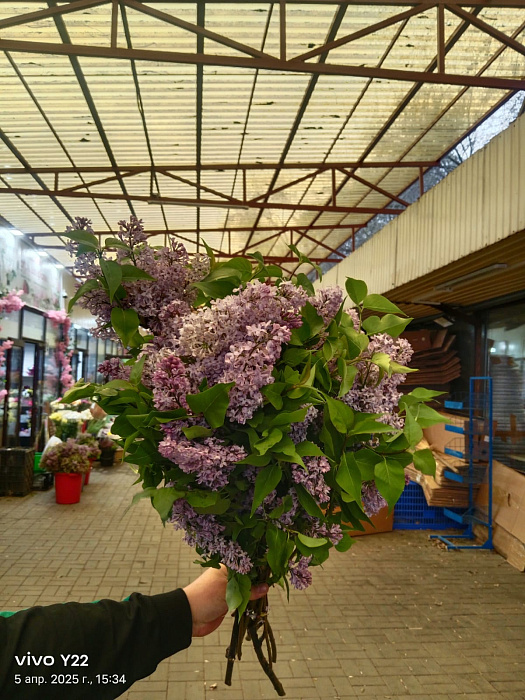 Сирени в пачке Сирени в пачке