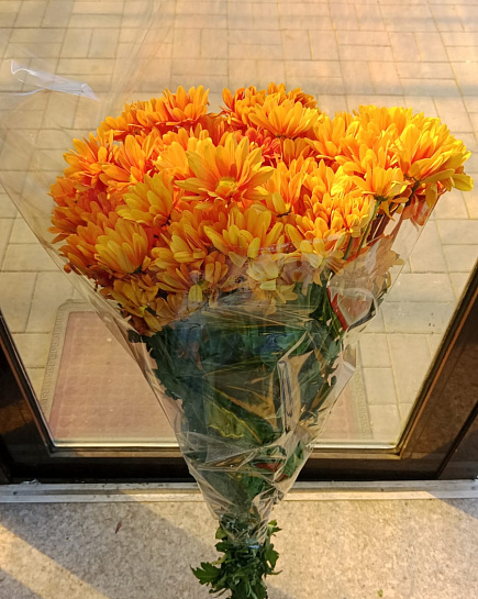 Chrysanthemum 