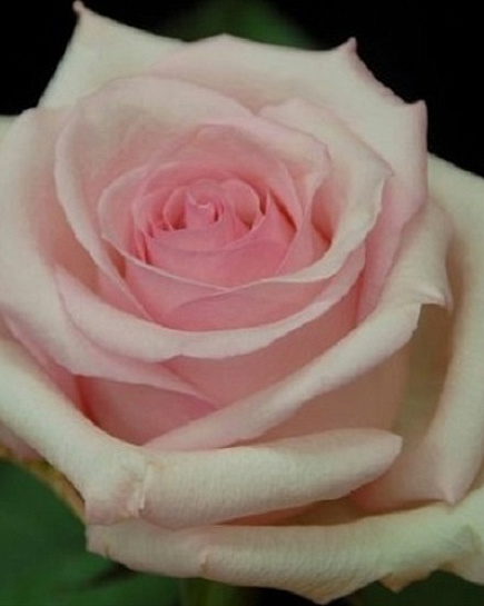 Rose Nena Light Pink   с доставкой по 