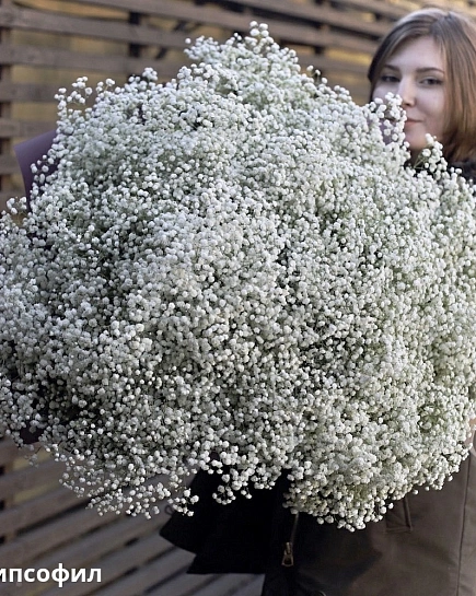 Bouquet of Bouquet of white gypsophila (75) flowers delivered to Shymkent