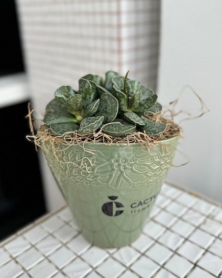 Succulent transplanted into a flowerpot with delivery to Astana