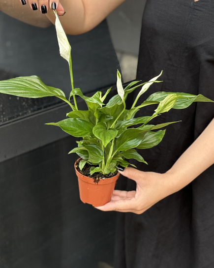 Spathiphyllum small with delivery to Astana