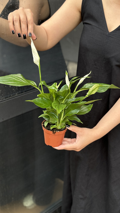 Spathiphyllum small Spathiphyllum small