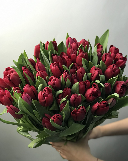Burgundy tulips in a pack (50 pieces) with delivery to Astana