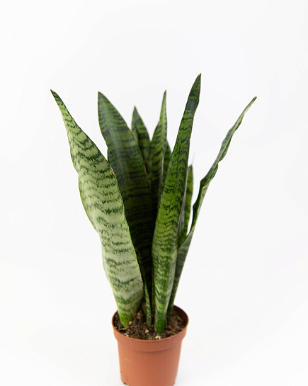 Bouquet of Sansevieria 25 cm flowers delivered to Astana