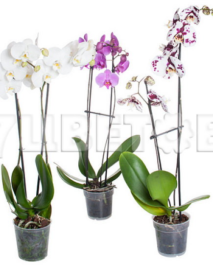 Bouquet of Phalaenopsis Mix 2 st flowers delivered to Astana