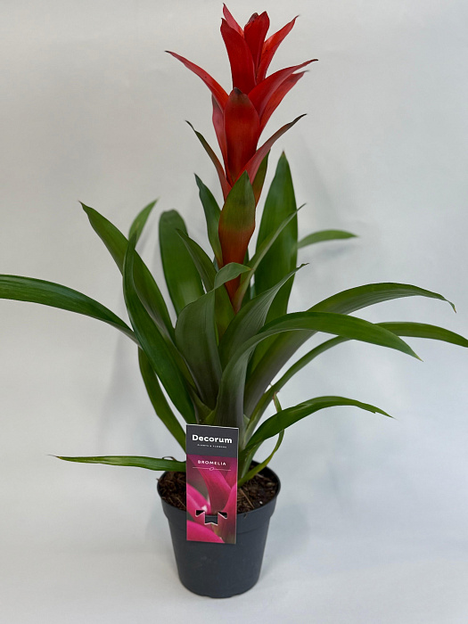 Guzmania Guzmania