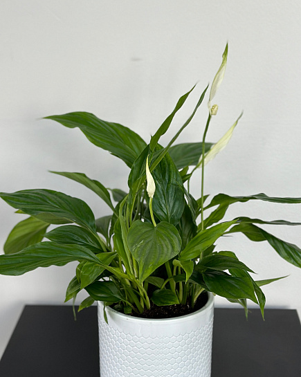 Bouquet of Spathiphyllum (planter) flowers delivered to Astana