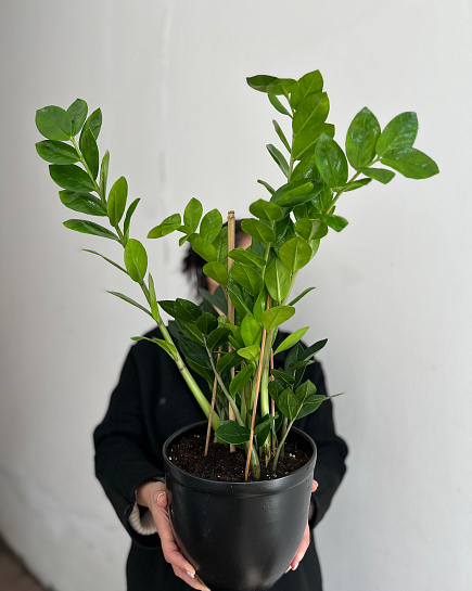 Bouquet of Zamioculcas transplanted into flower pots 14/60 flowers delivered to Astana