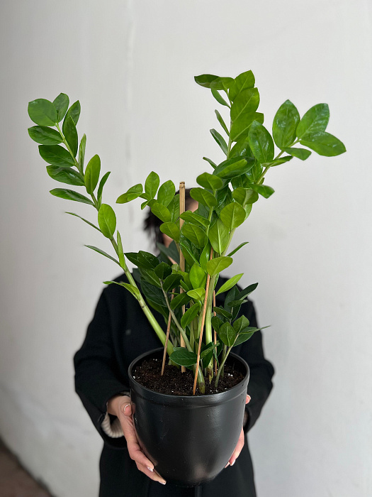 Zamioculcas transplanted into flower pots 14/60