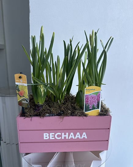 Весенний букет с нарциссами Jetfire и розовыми гиацинтами с доставкой по Астане