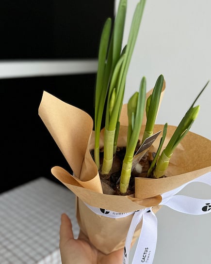 Нарциссы в горшке  с доставкой по Астане