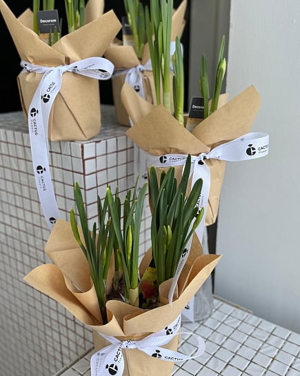 Нарциссы в горшке  с доставкой по Астане