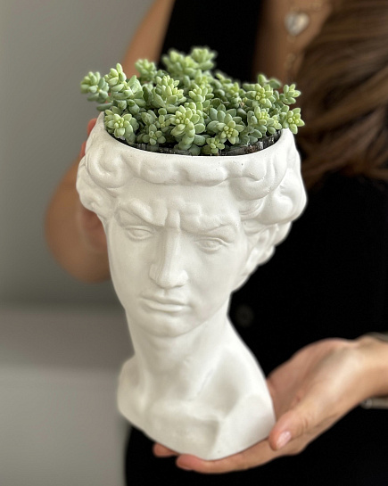 Bouquet of Sedum in a pot «DAVID» flowers delivered to Astana