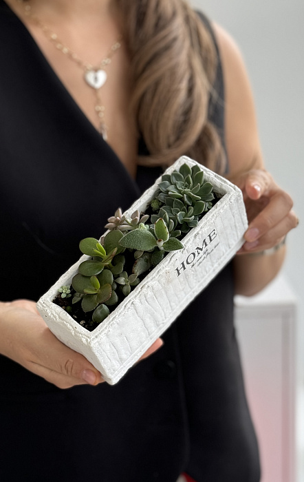 Composition with succulents in flower pots