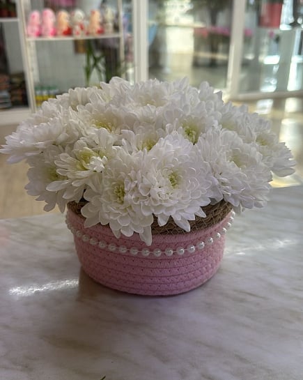 Белоснежные хризантемы в розовой корзине с доставкой по Астане