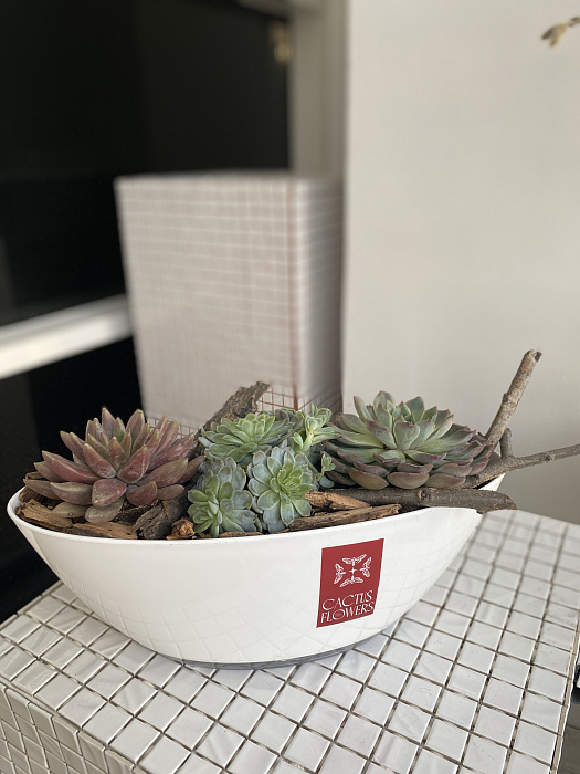 Compositions with succulents Compositions with succulents