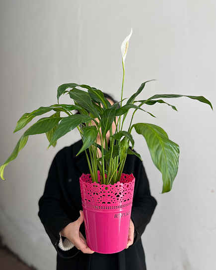 Bouquet of Spathiphyllum transplanted into pots 17/75 flowers delivered to Astana