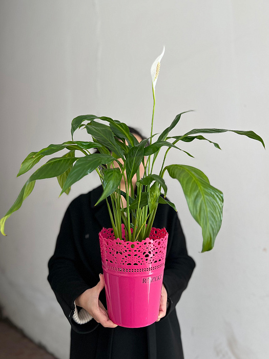 Spathiphyllum transplanted into pots 17/75