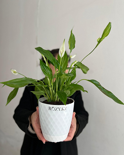 Bouquet of Spathiphyllum transplanted into pots 13/40 flowers delivered to Astana