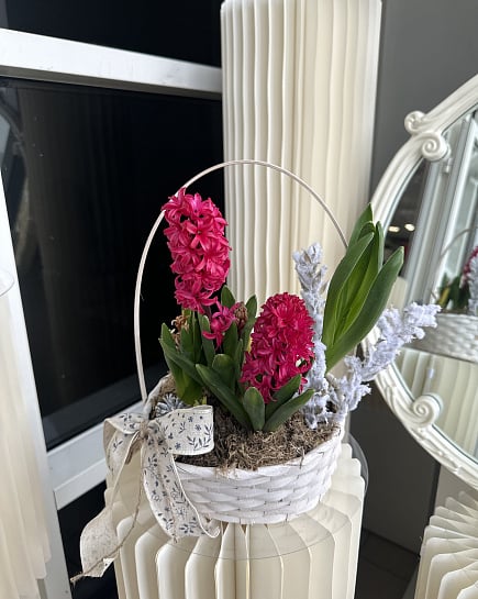 Весеннее очарование гиацинтов в корзине с доставкой по Астане