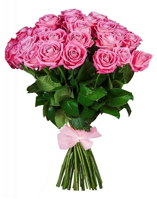 33 high elite pink roses