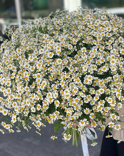 Bouquet of Bush daisies flowers delivered to Taraz