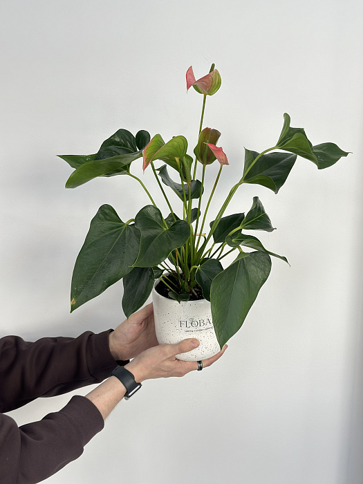 Anthurium in a flowerpot