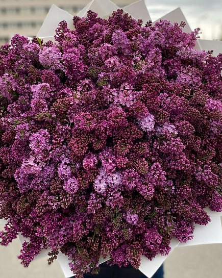 Bouquet of 55 branches of lilac flowers delivered to Astana