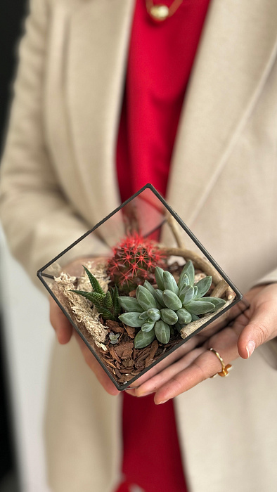 Florarium with cacti