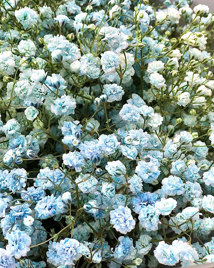 Bouquet of Bouquet of 7 blue gypsophila flowers delivered to Almaty
