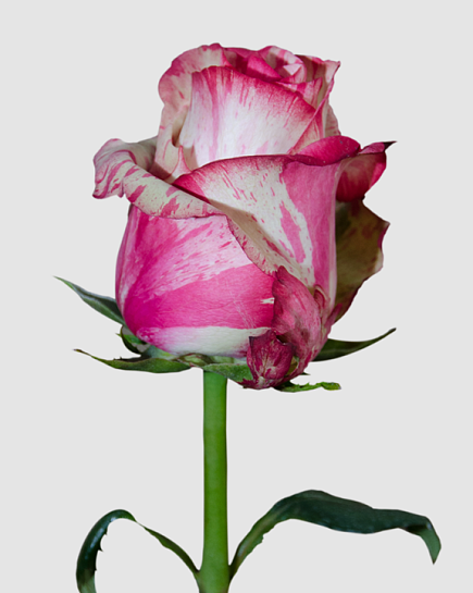 Rose Magic Times Bicolor   с доставкой по Астане