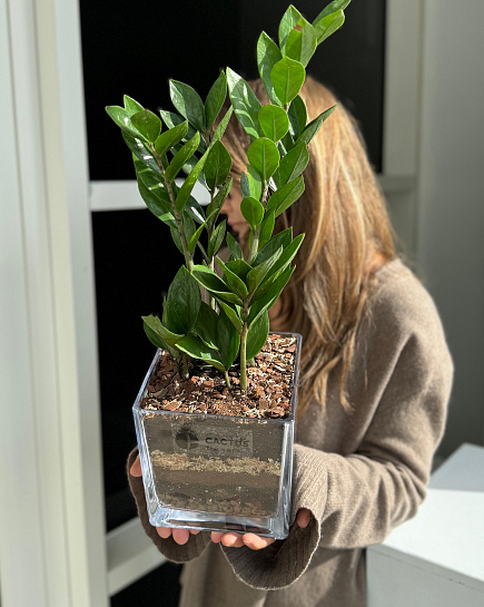 Bouquet of Zamioculcas in glass flowers delivered to Astana