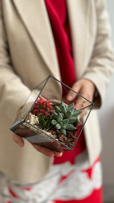 Florarium with cacti