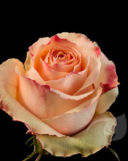Rose Carpediem Bicolor   с доставкой по Астане